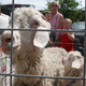A couple of angora goats rest easy at the Norway Farmer's Market, Thursday, July 6, 2006, in Angora, Maine. The pair were part of an exhibit showing how to spin wool into yarn by the Twin Flower Farm in Norway. (AP Photo/ Andree Kehn)